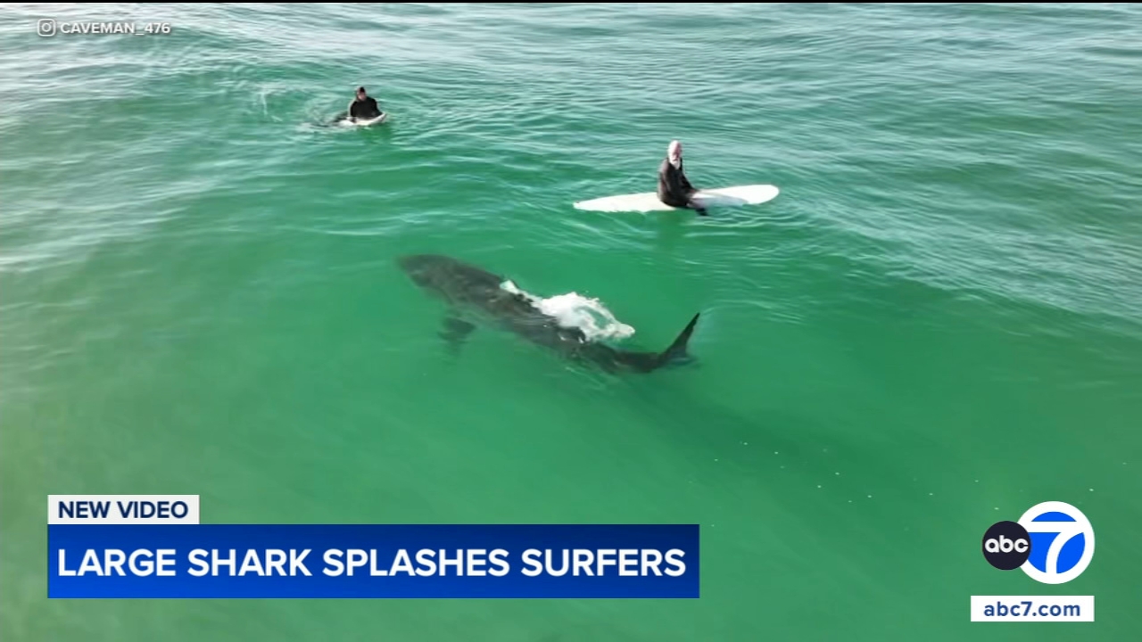 Shark swims near surfers, splashes one with its tail in close encounter off California coast, video shows
       — Batavia Sports news